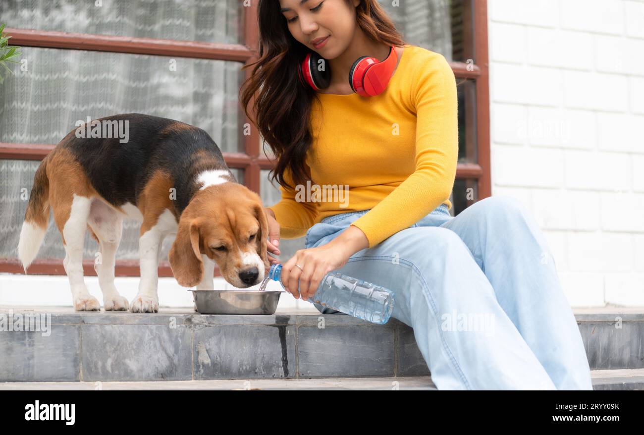 A beagle dog drinking water after running around the house with the owner until exhausted and tired Stock Photo