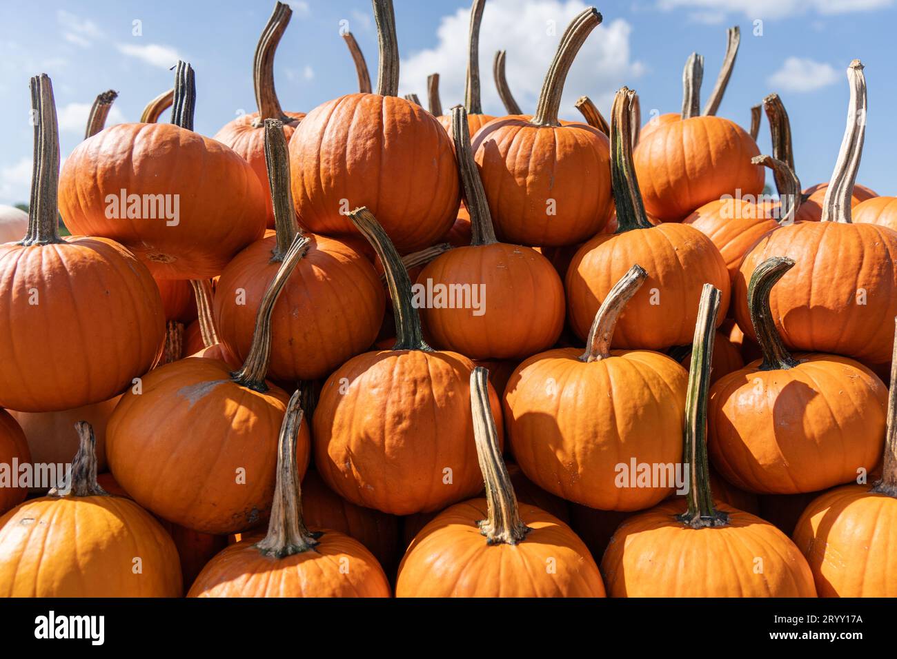 Bright orange pumpkins on display at local farmer’s market  ready for fall decorating. Stock Photo