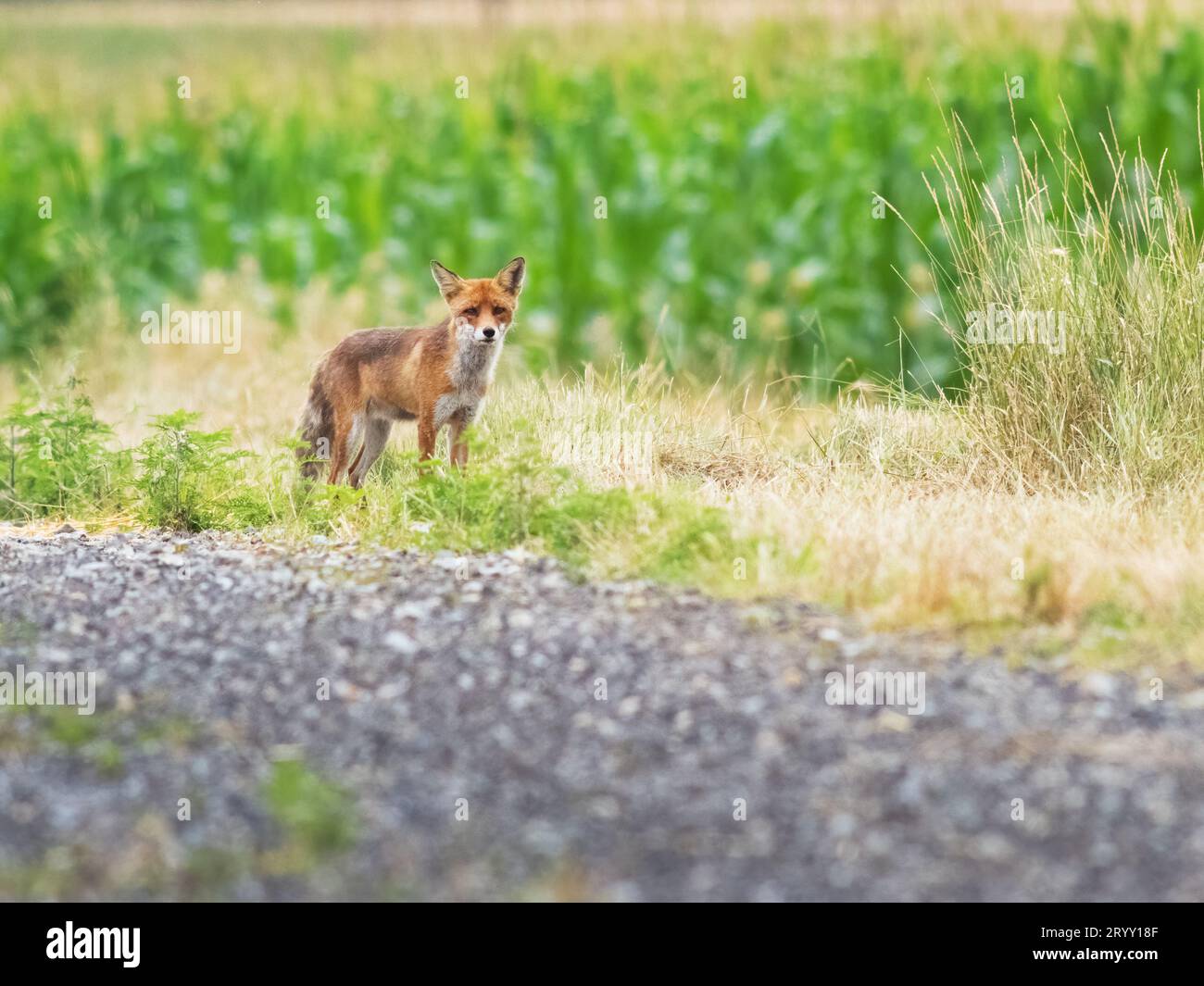 Wild female, vixen Red fox scientific name Vulpes vulpes hunting Stock Photo