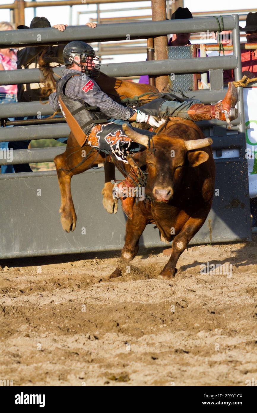 Rodeo animal hi-res stock photography and images - Alamy
