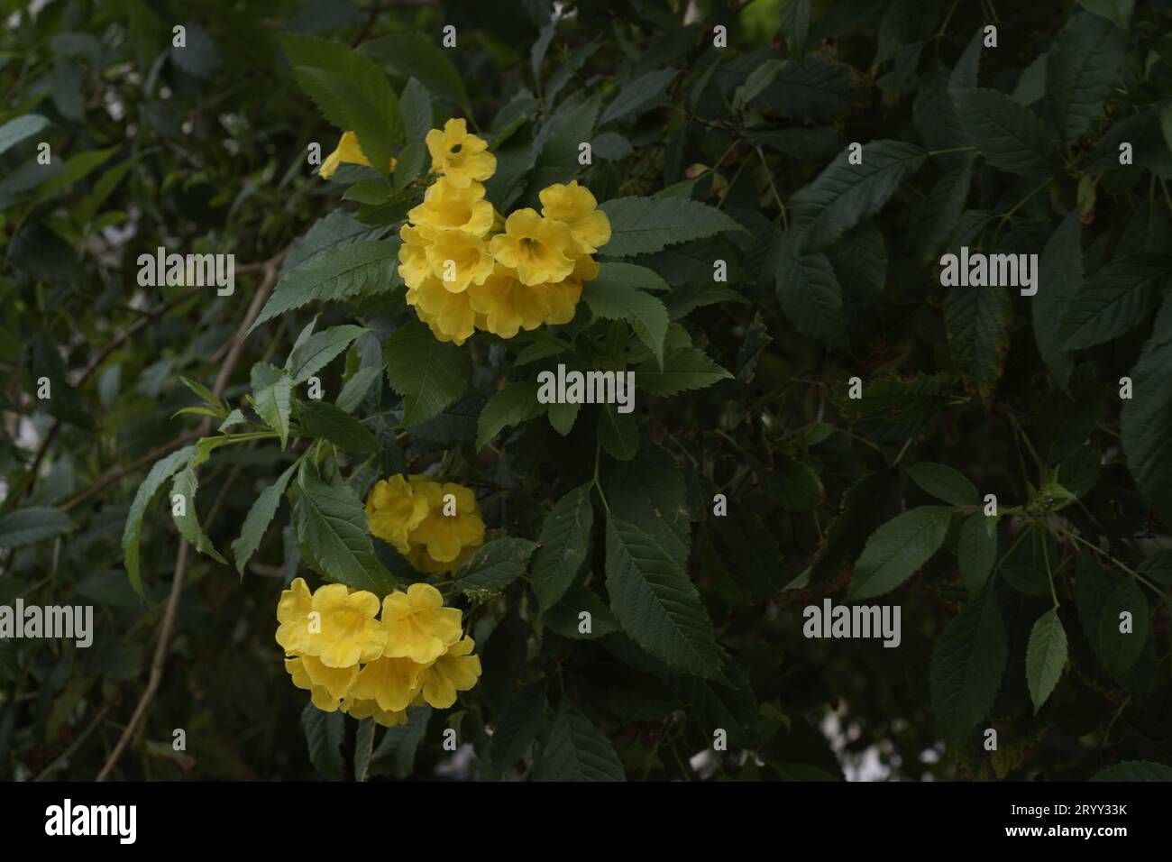 yellow trumpet flowers, with dense leaves, seen up close Stock Photo