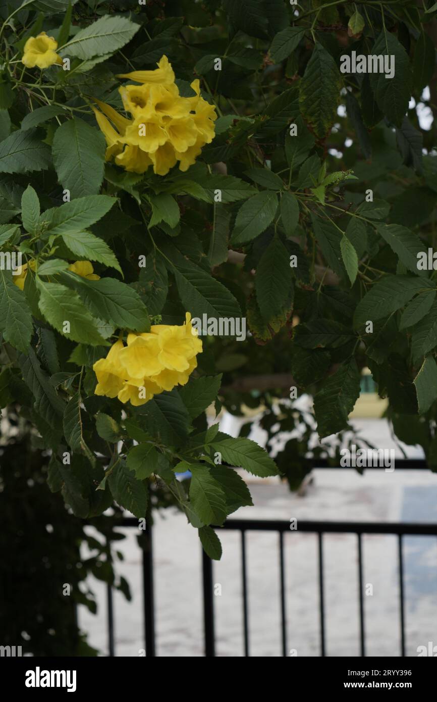 yellow trumpet flowers, with dense leaves, seen up close Stock Photo