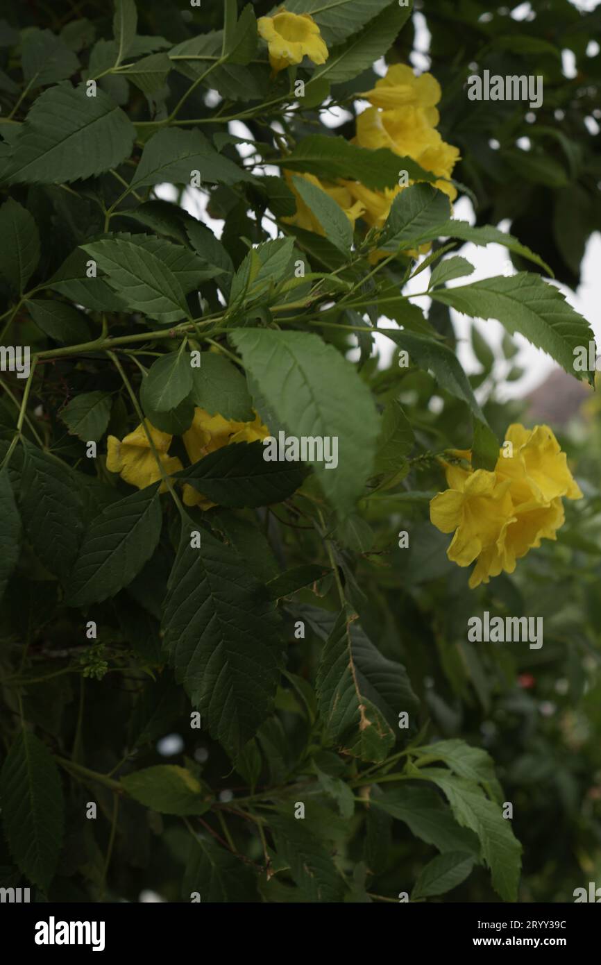 yellow trumpet flowers, with dense leaves, seen up close Stock Photo