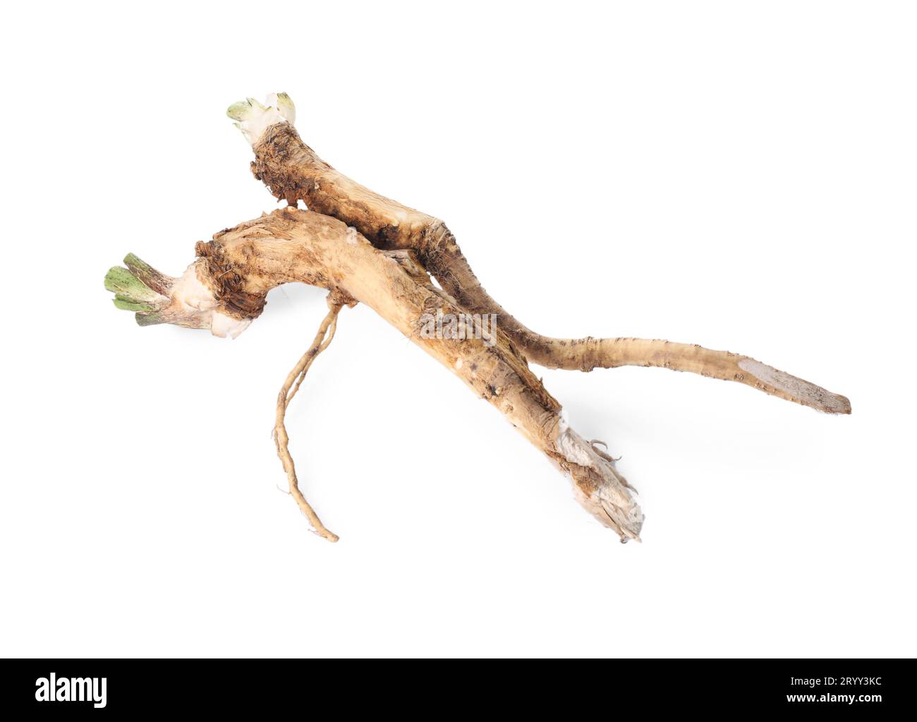 Two fresh horseradish roots isolated on white Stock Photo Alamy