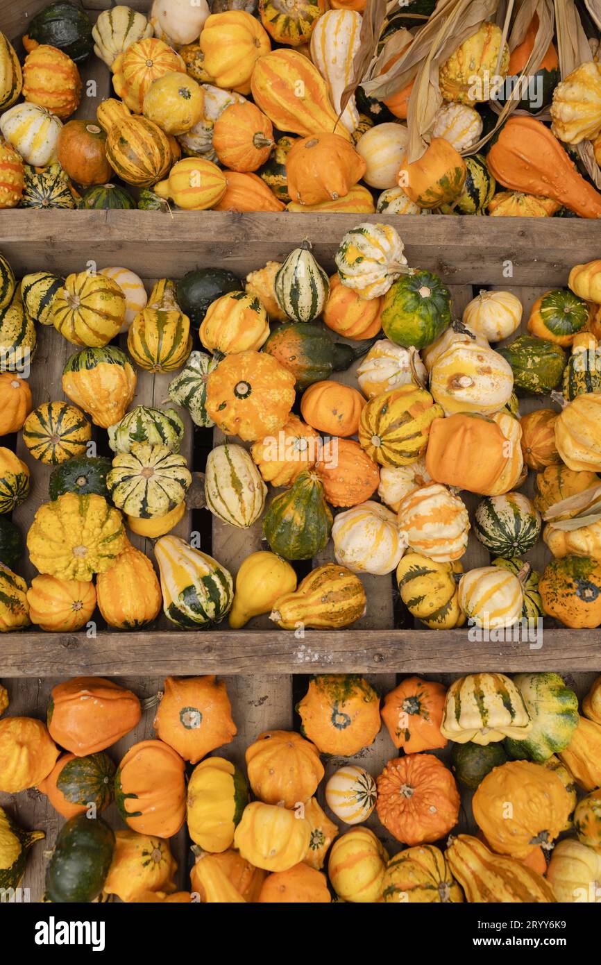 Gourds pumpkins in wooden hi-res stock photography and images - Alamy
