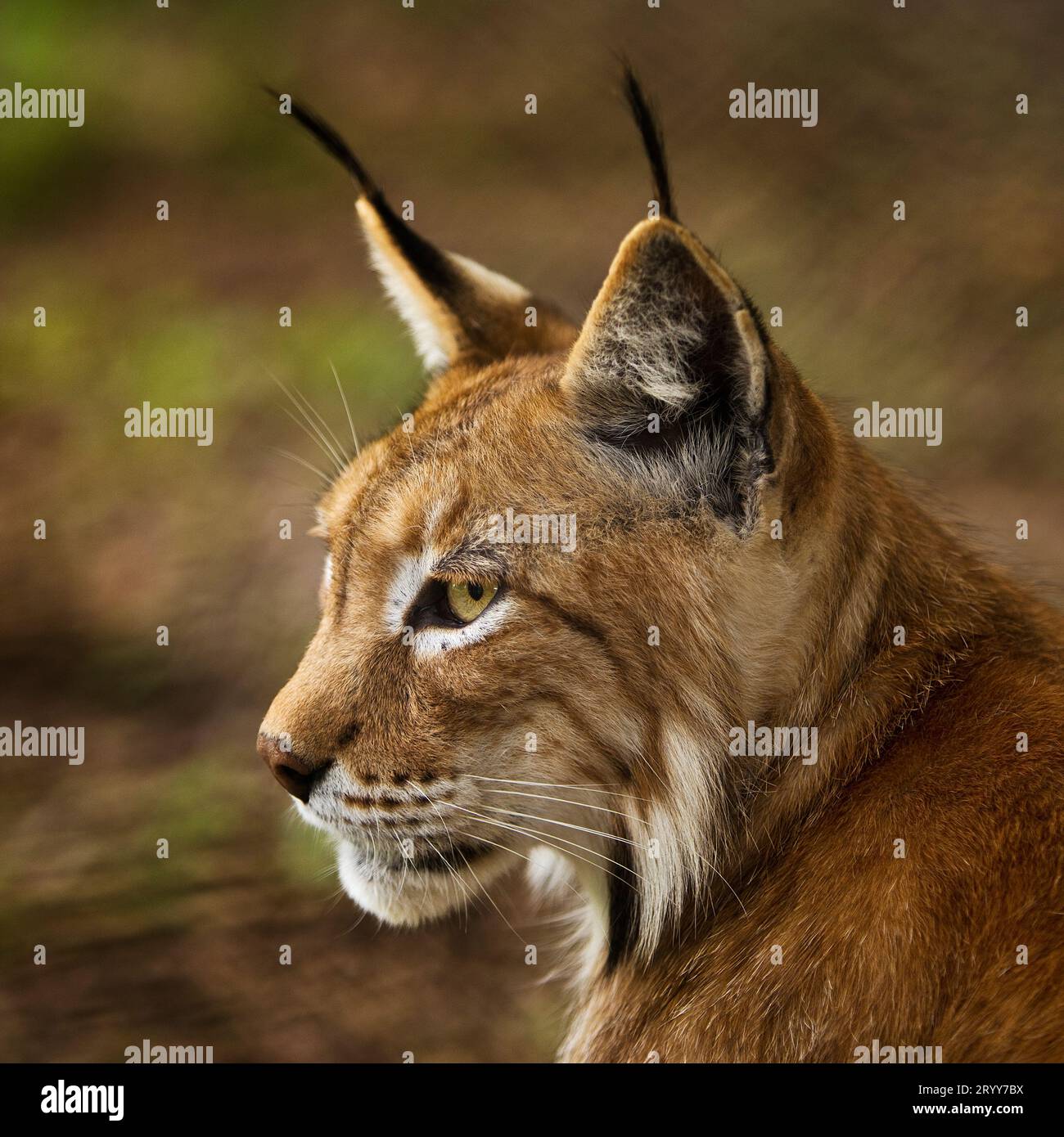 Eurasian lynx, northern lynx, Lynx lynx, portrait, captive in Sababurg ...