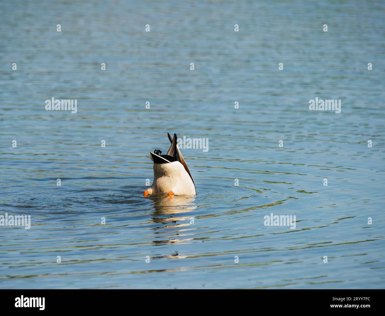 Duck's bottom showing while feeding with head under water in pond Stock Photo