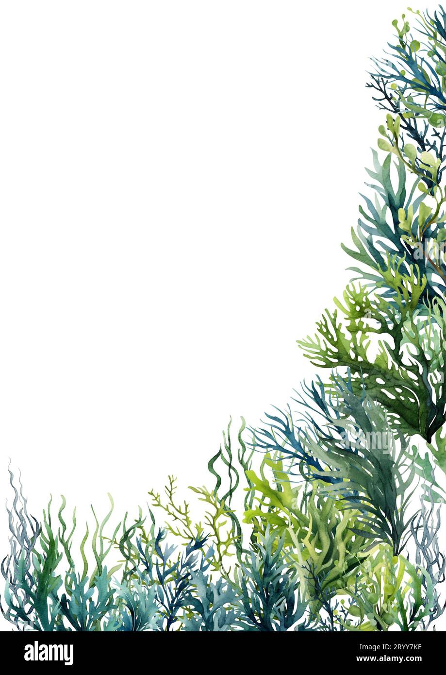 Seaweed underwater plants. Green Laminaria watercolor illustartion isolated on hite background. Nautical Stock Photo