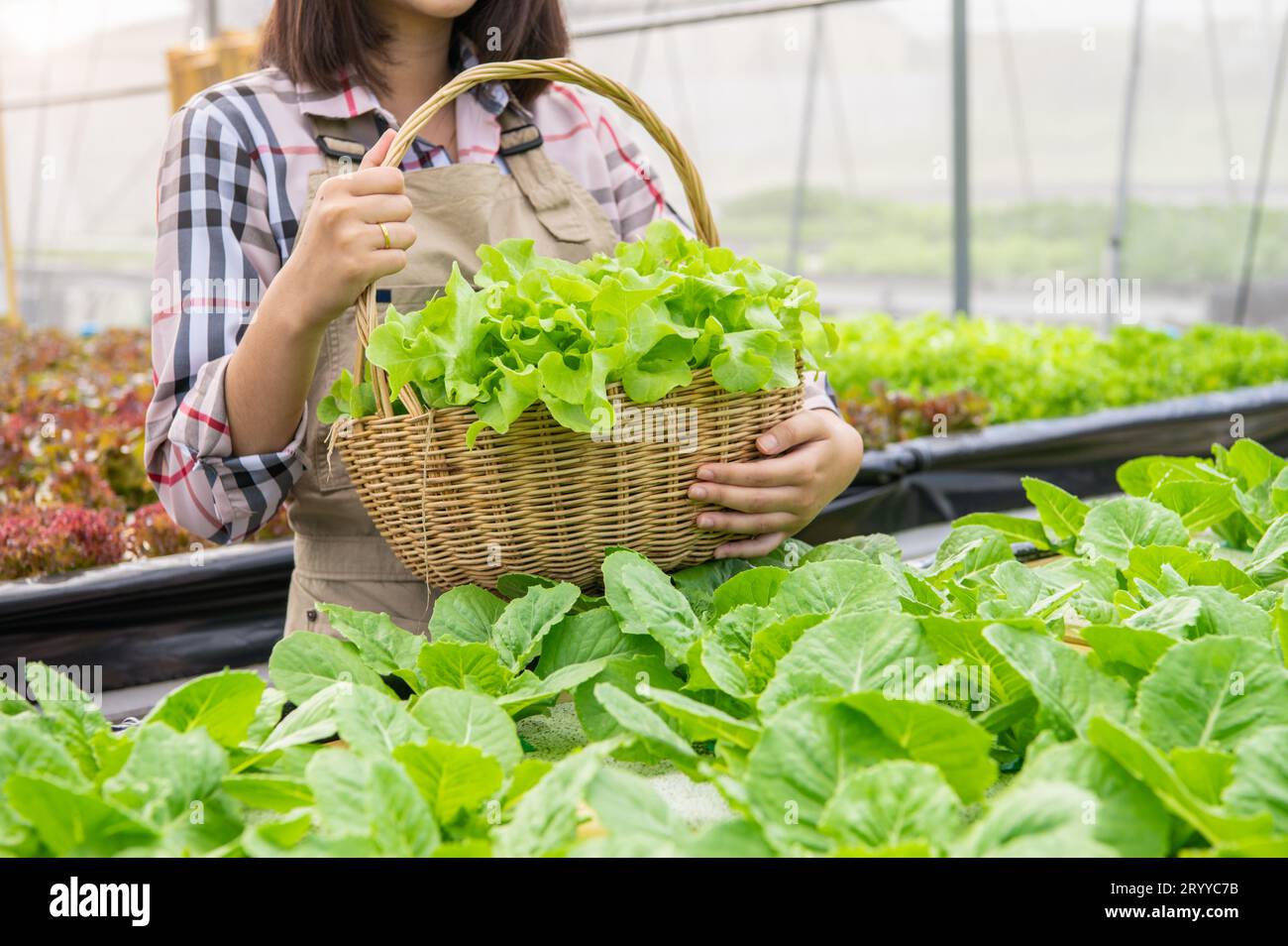 Young Asian hydroponics organic farmer collecting vegetables salad into