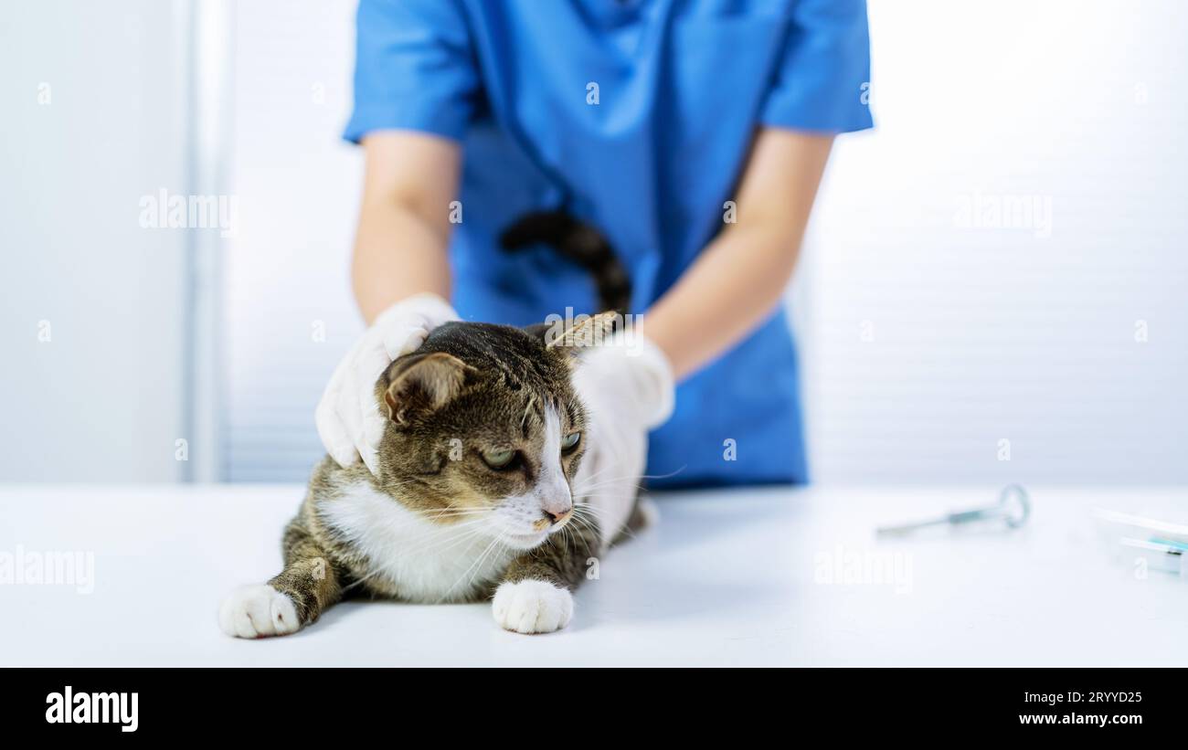 Vet surgeon. Cat on examination table of veterinarian clinic. Veterinary care. Vet doctor and cat Stock Photo