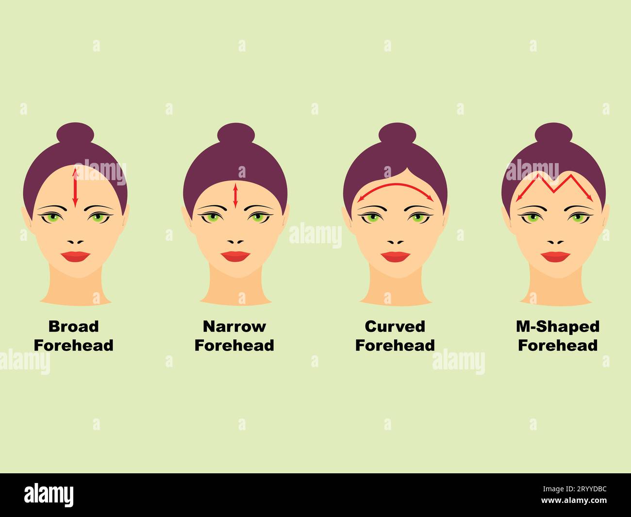 Heads of women with different types of forehead Stock Vector Image