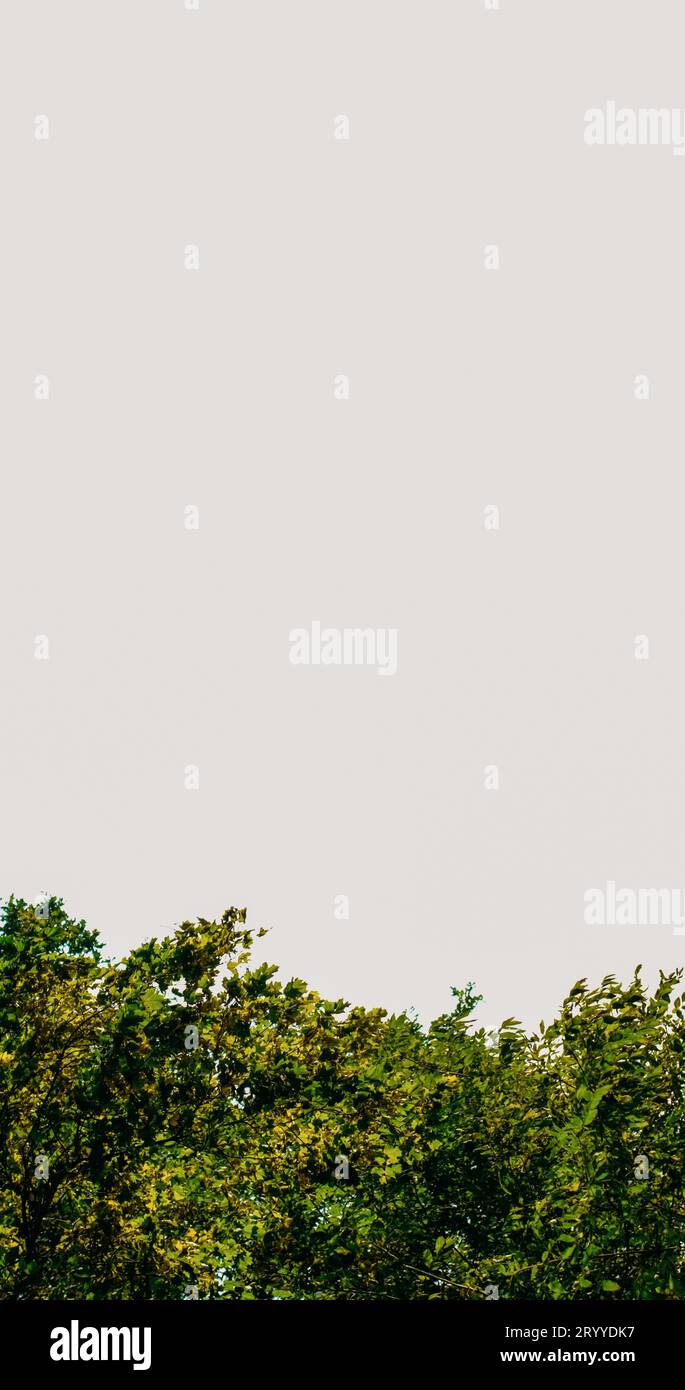 Forest background nature park green tree crowns Stock Photo - Alamy