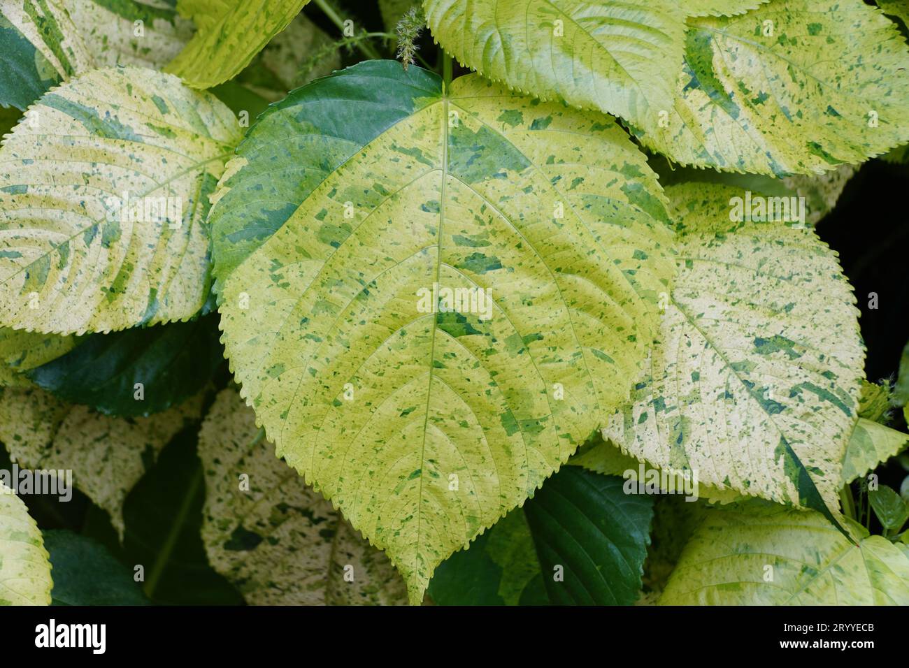 Bright green colors of Copperleaf 'Kona Gold' leaves, with scientific name Acalypha wilkesiana Stock Photo