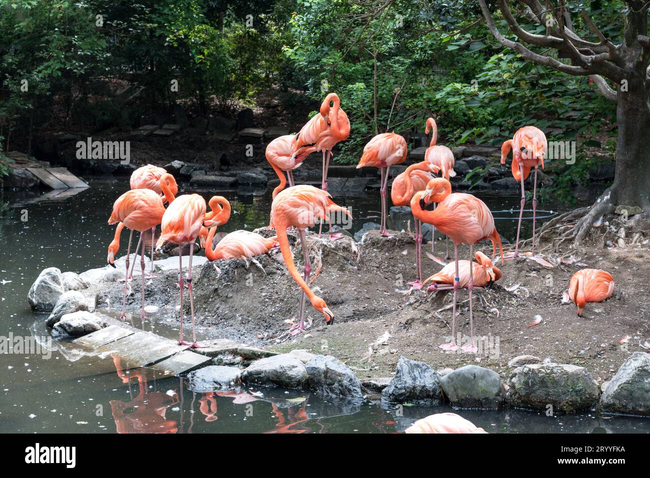 Flock of pink flamingos in pond. Bird and wild life animal concept. Natural life of flamingo Stock Photo