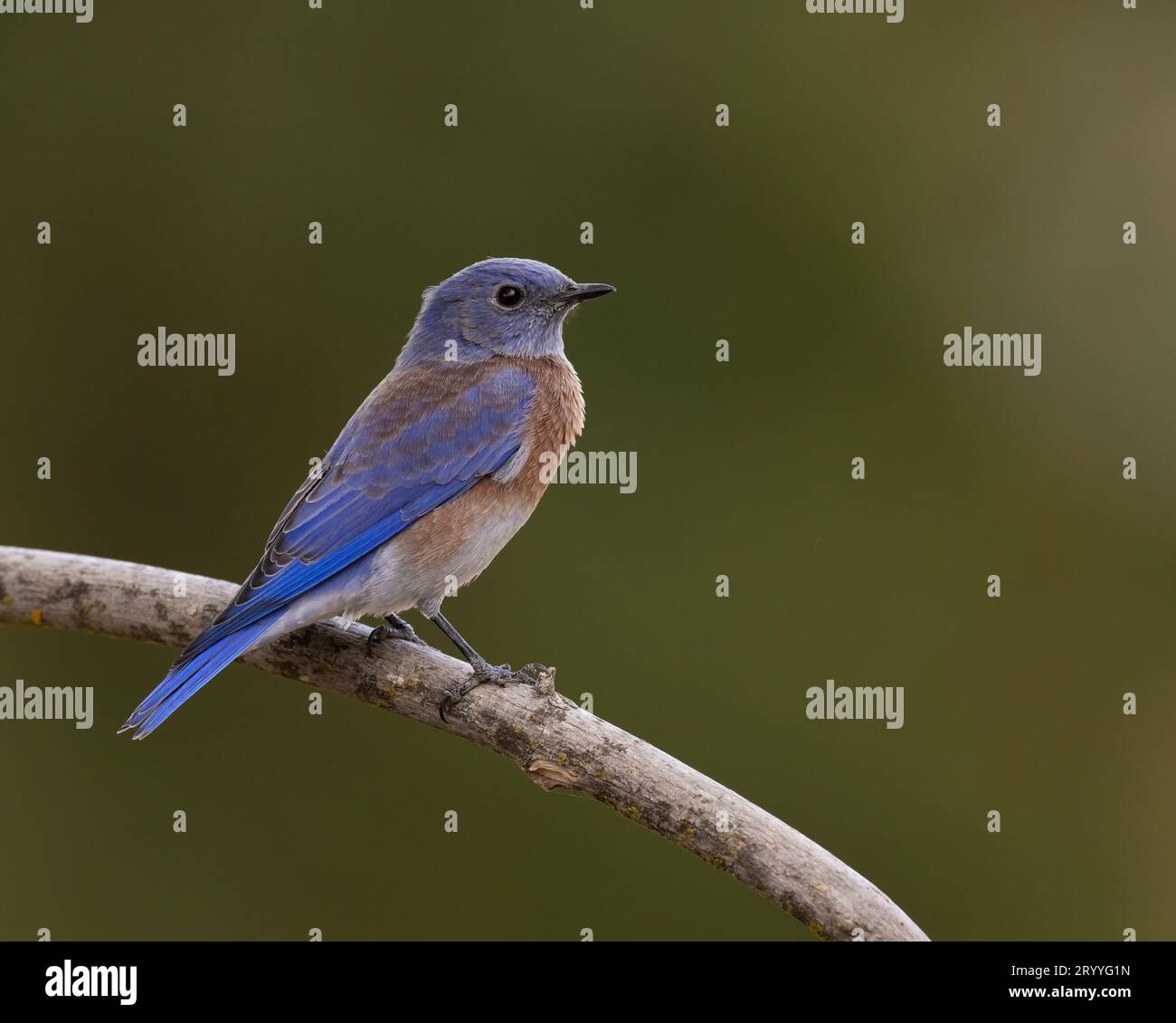 male Western Bluebird (Sialia mexicana) Sacramento County California ...