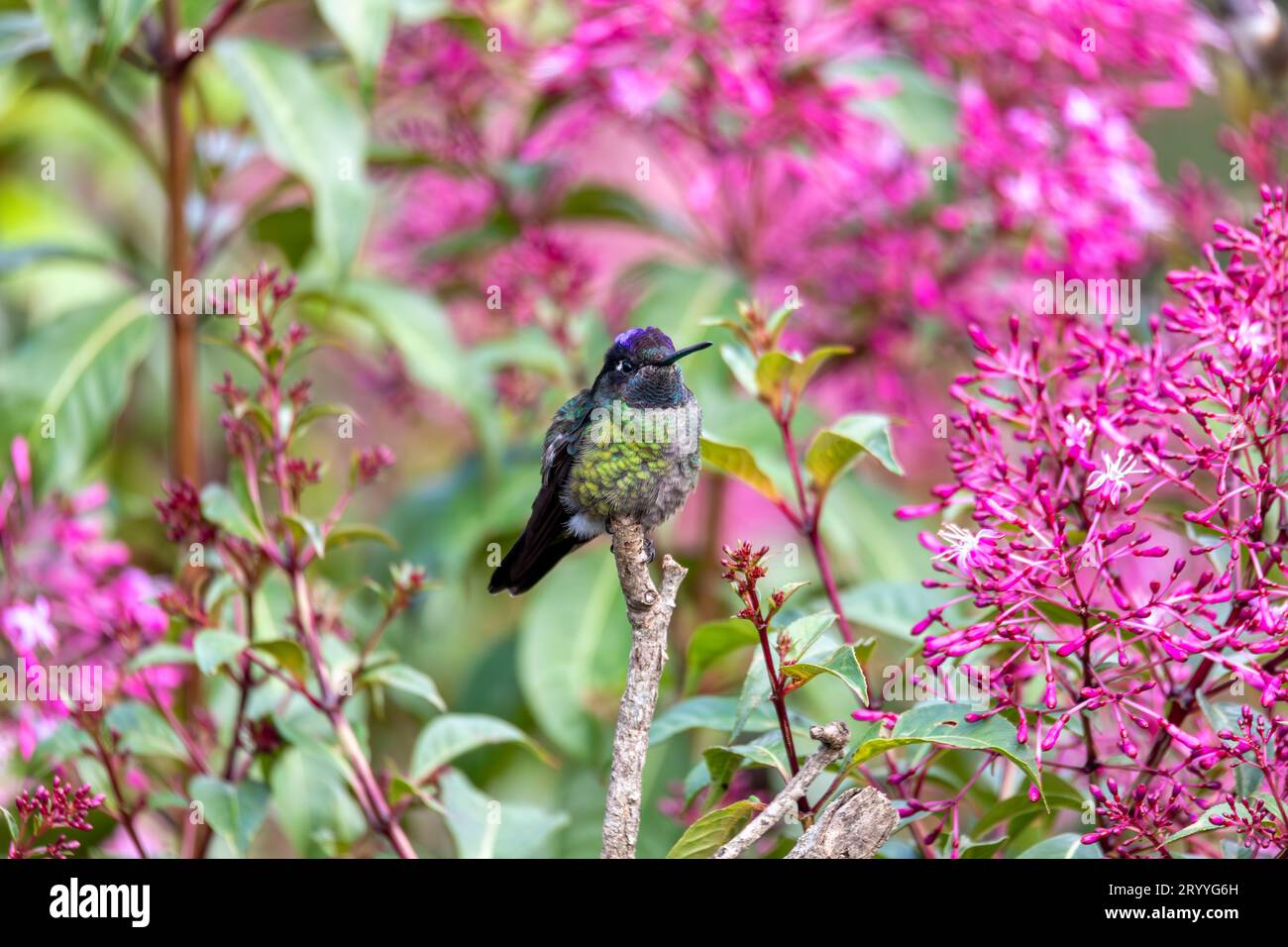 Violet-headed hummingbird (Klais guimeti), San Gerardo de Dota, Costa Rica. Stock Photo