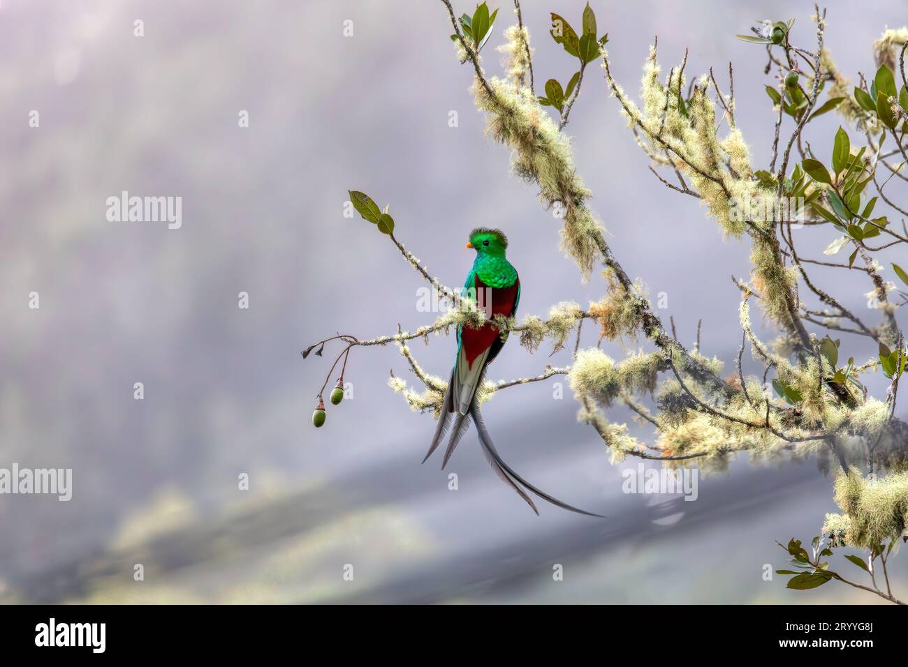 Resplendent quetzal (Pharomachrus mocinno), Guatemalan national bird ...