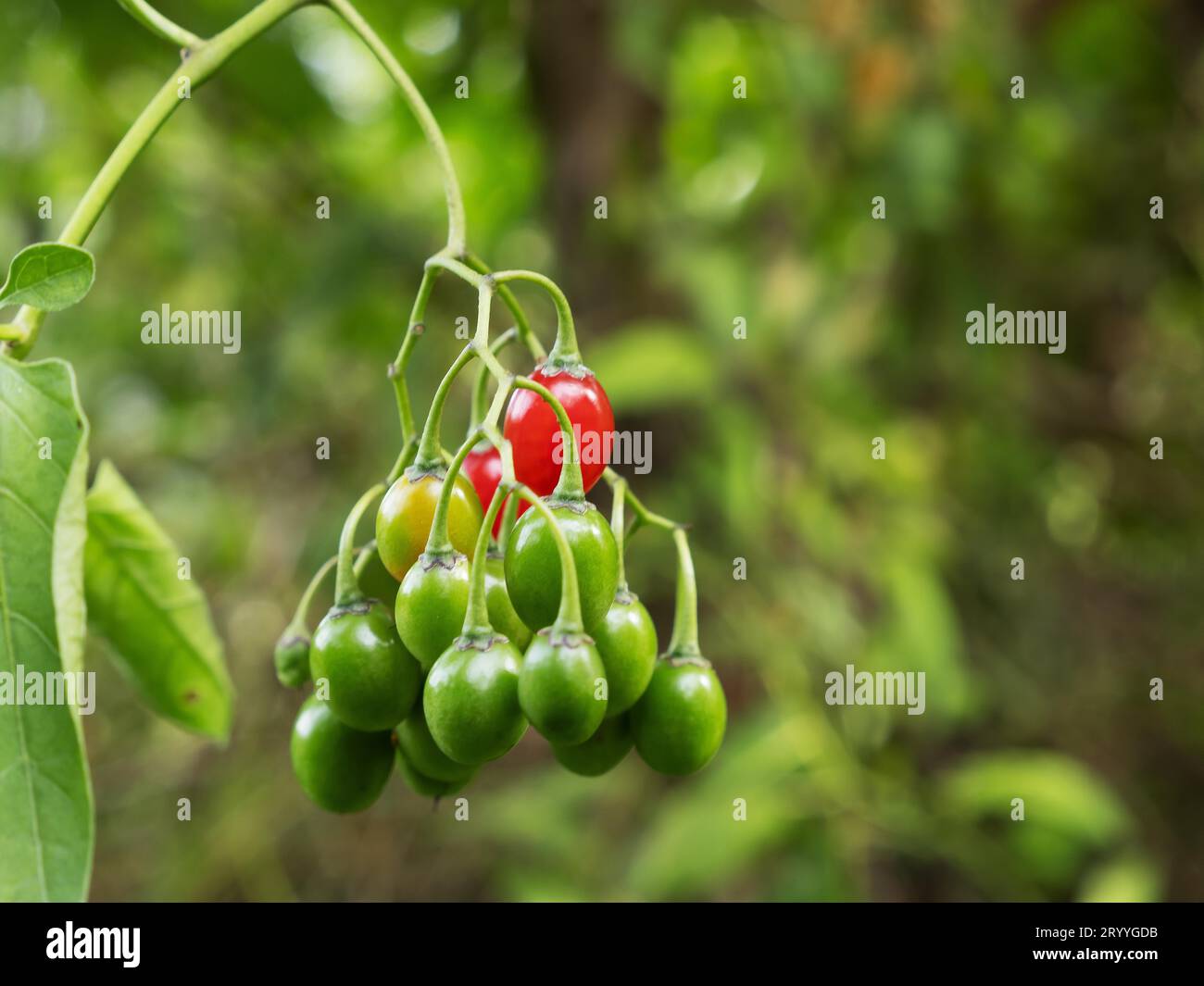 Bittersweet nightshade (Solanum dulcamara) fruit seeds, the plant