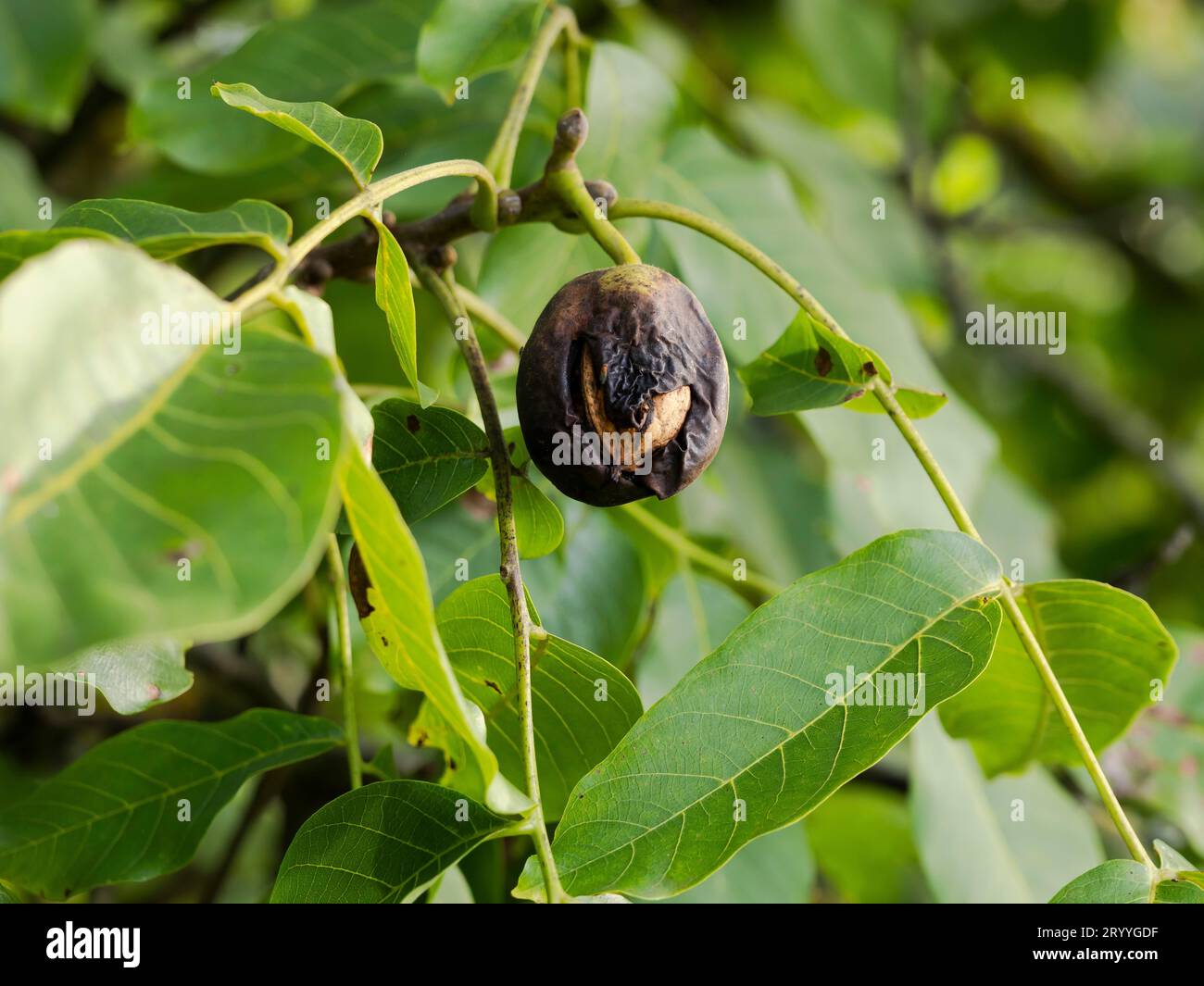 Black walnut, when infested by the walnut fruit fly, the shell becomes ...
