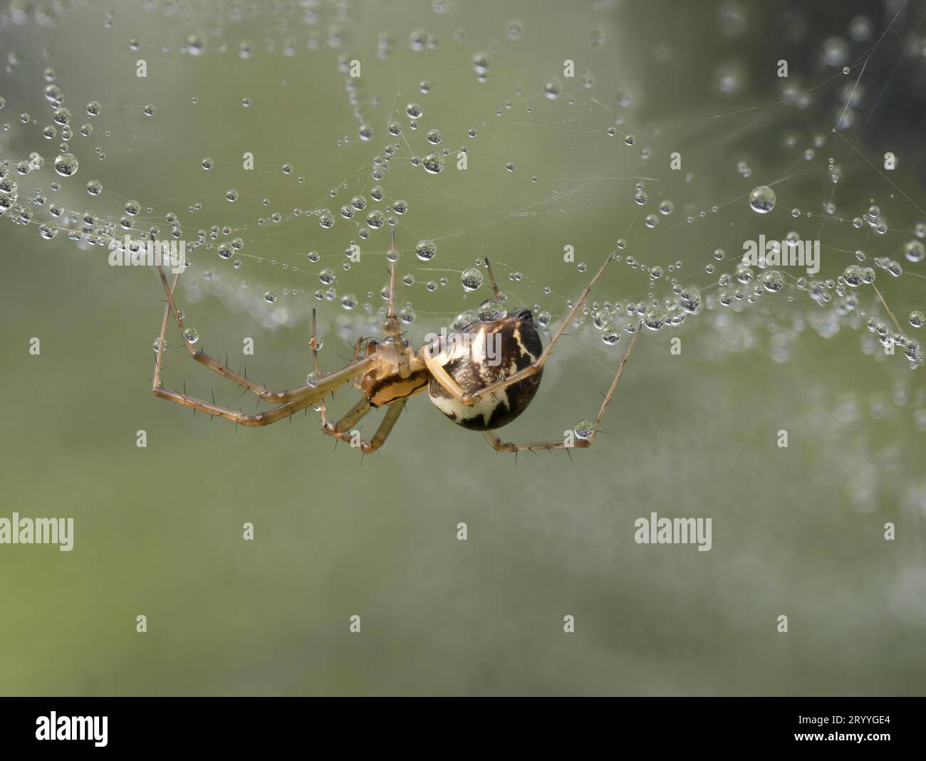 Sheet weaver (Linyphiidae), spider lurking for prey under the dew-dropped web, North Rhine-Westphalia, Germany Stock Photo