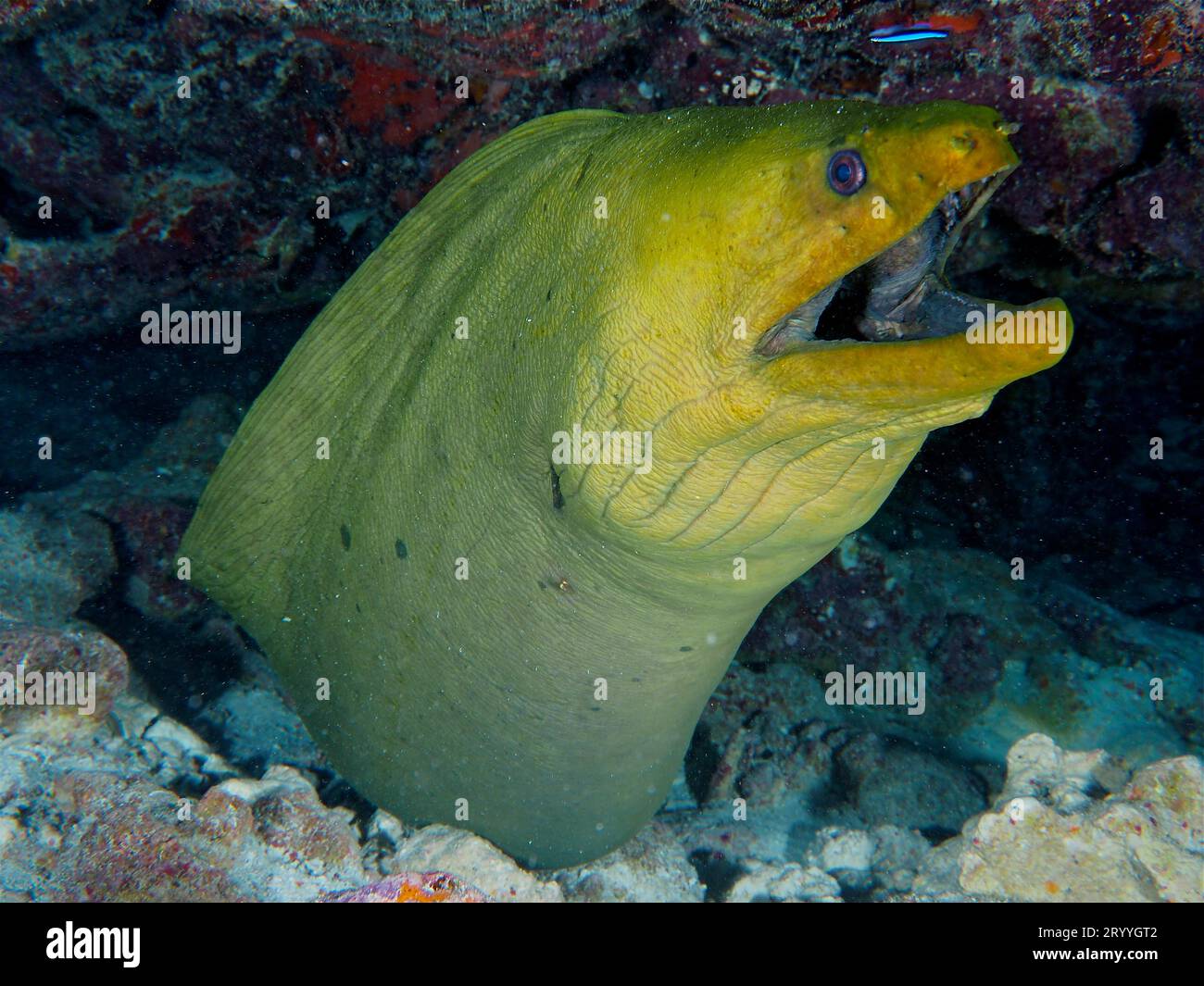 Green moray (Gymnothorax funebris) at cleaning station, with neon goby (Elacatinus oceanops), dive site John Pennekamp Coral Reef State Park, Key Stock Photo