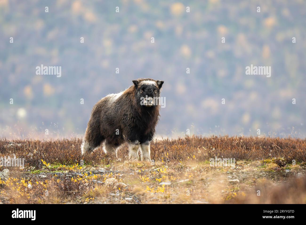 Musk oxen (Ovibos moschatus), baby musk ox in autumn tundra, young,  Dovrefjell-Sunndalsfjella National Park, Norway Stock Photo - Alamy