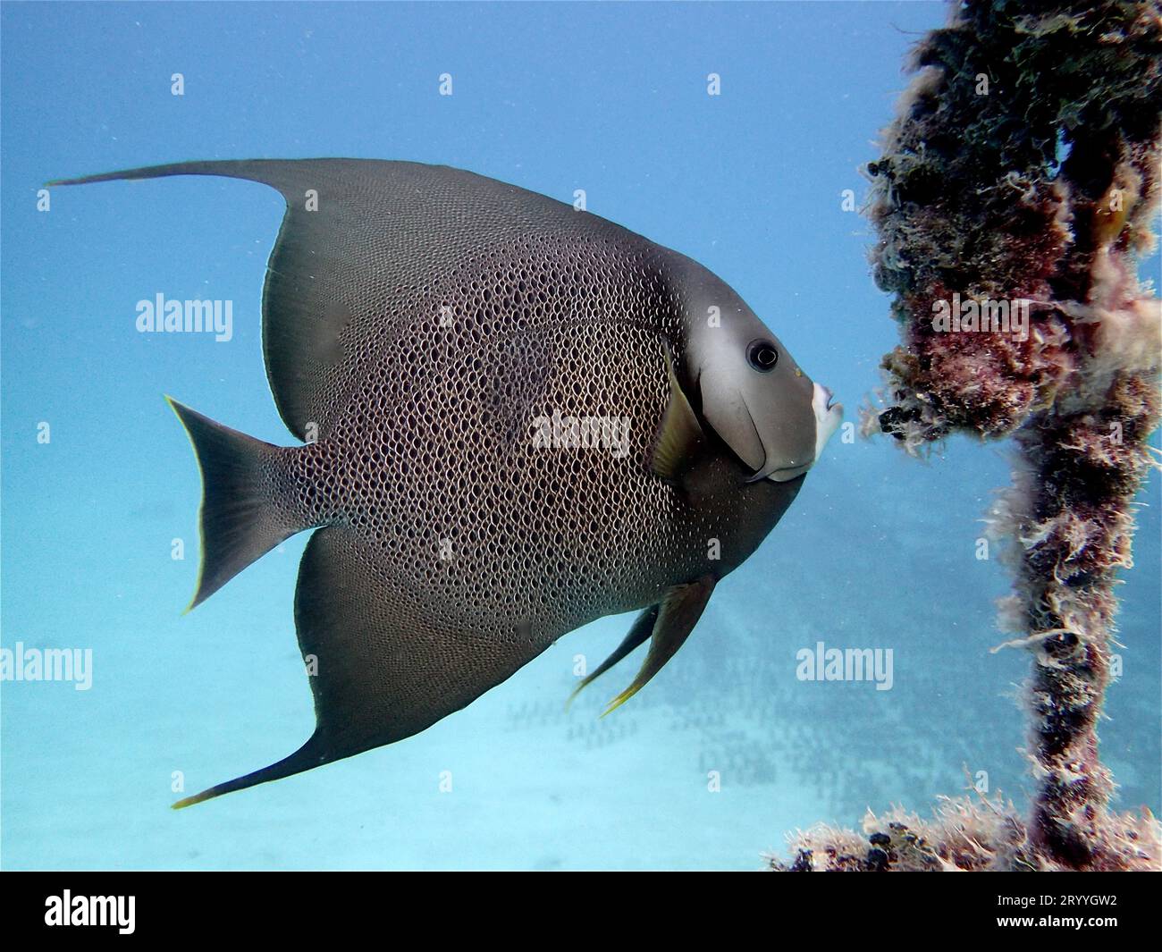 Gray angelfish (Pomacanthus arcuatus), Nursery dive site, Tavernier, Florida Keys, Florida, USA Stock Photo