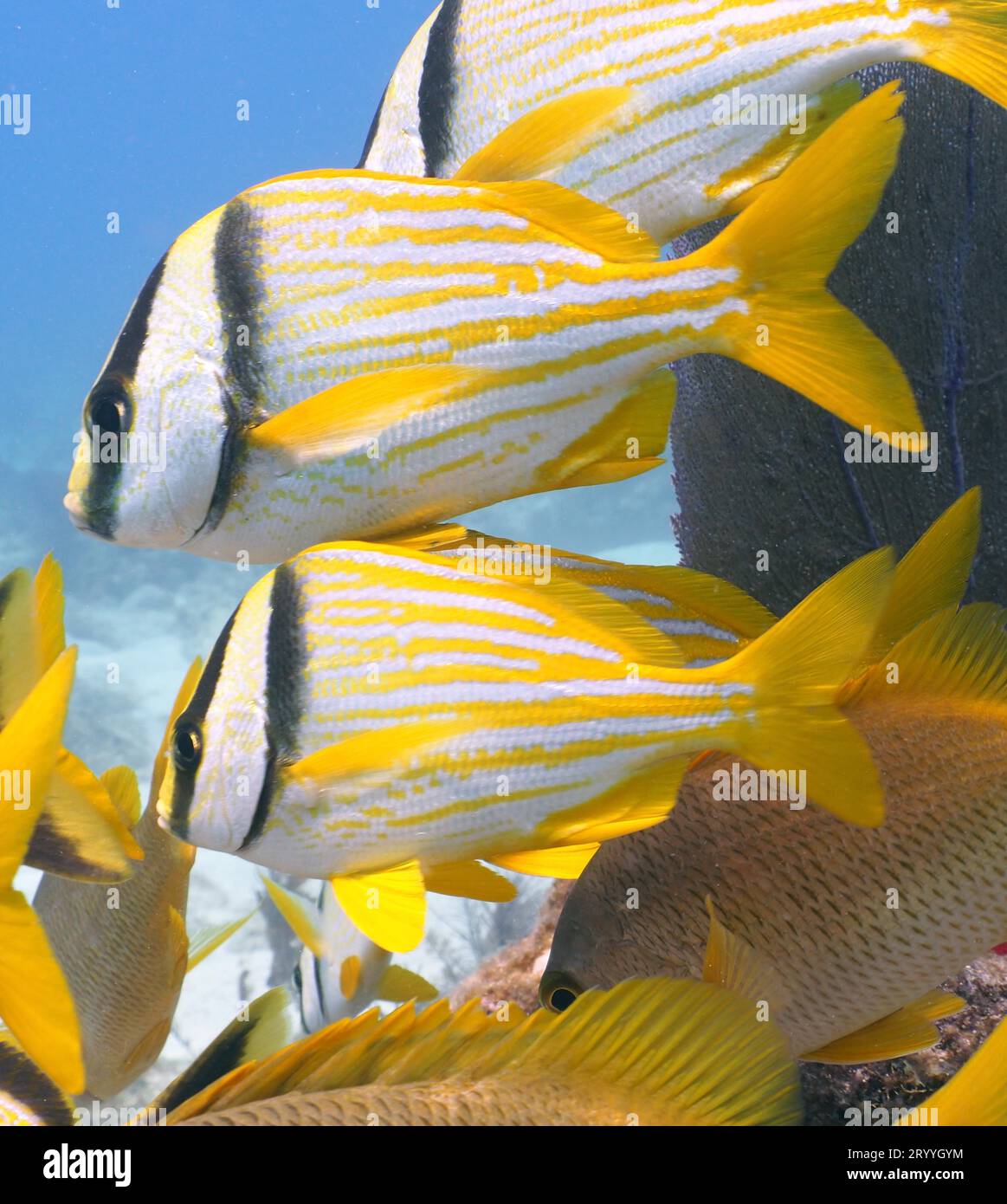 Group of porkfish (Anisotremus virginicus), dive site John Pennekamp
