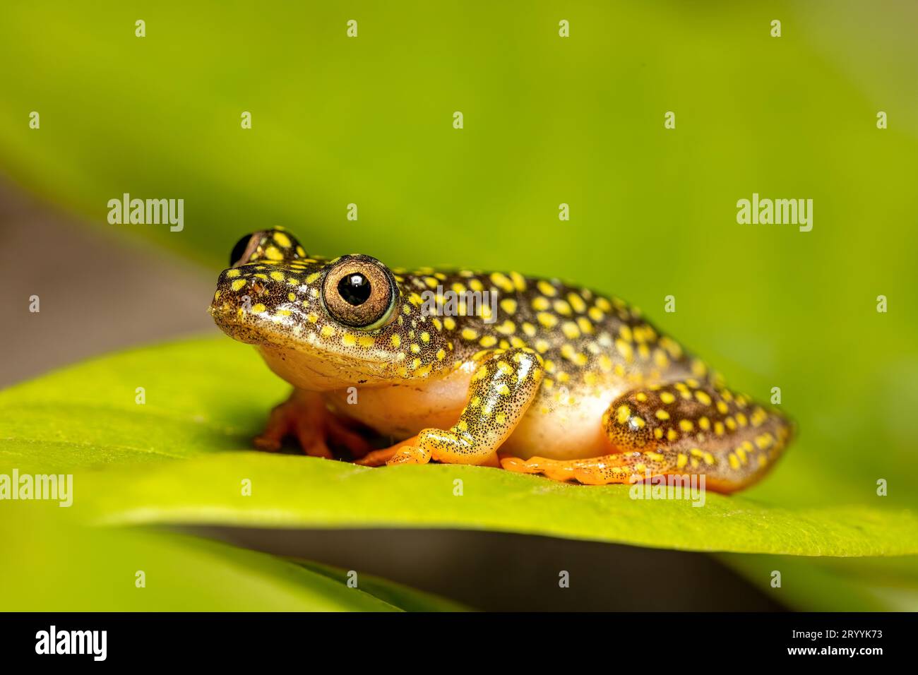 Starry Night Reed Frog, Heterixalus alboguttatus, Ranomafana. Madagascar wildlife Stock Photo