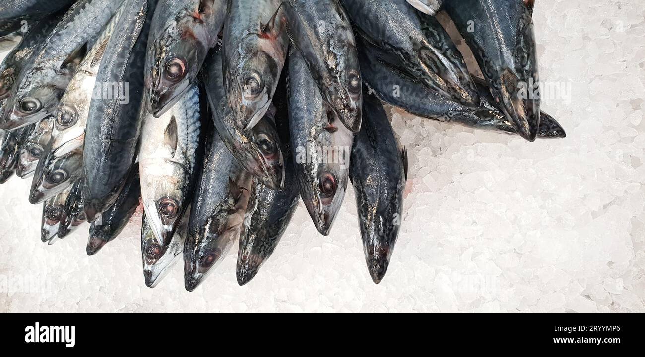 Mackerel on ice in the supermarket. Dead raw frozen Japanese fish
