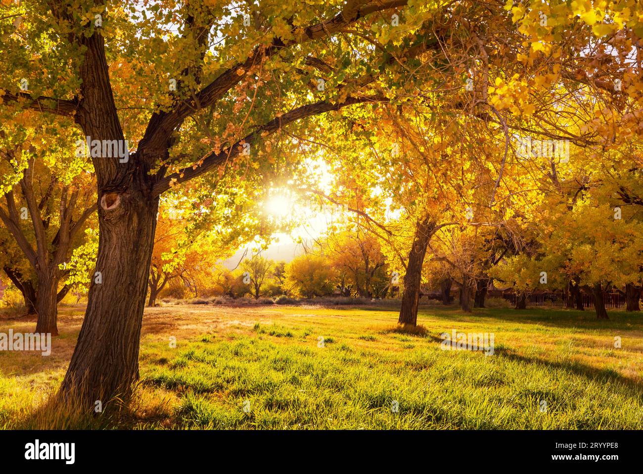 Autumn field light color hi-res stock photography and images - Alamy