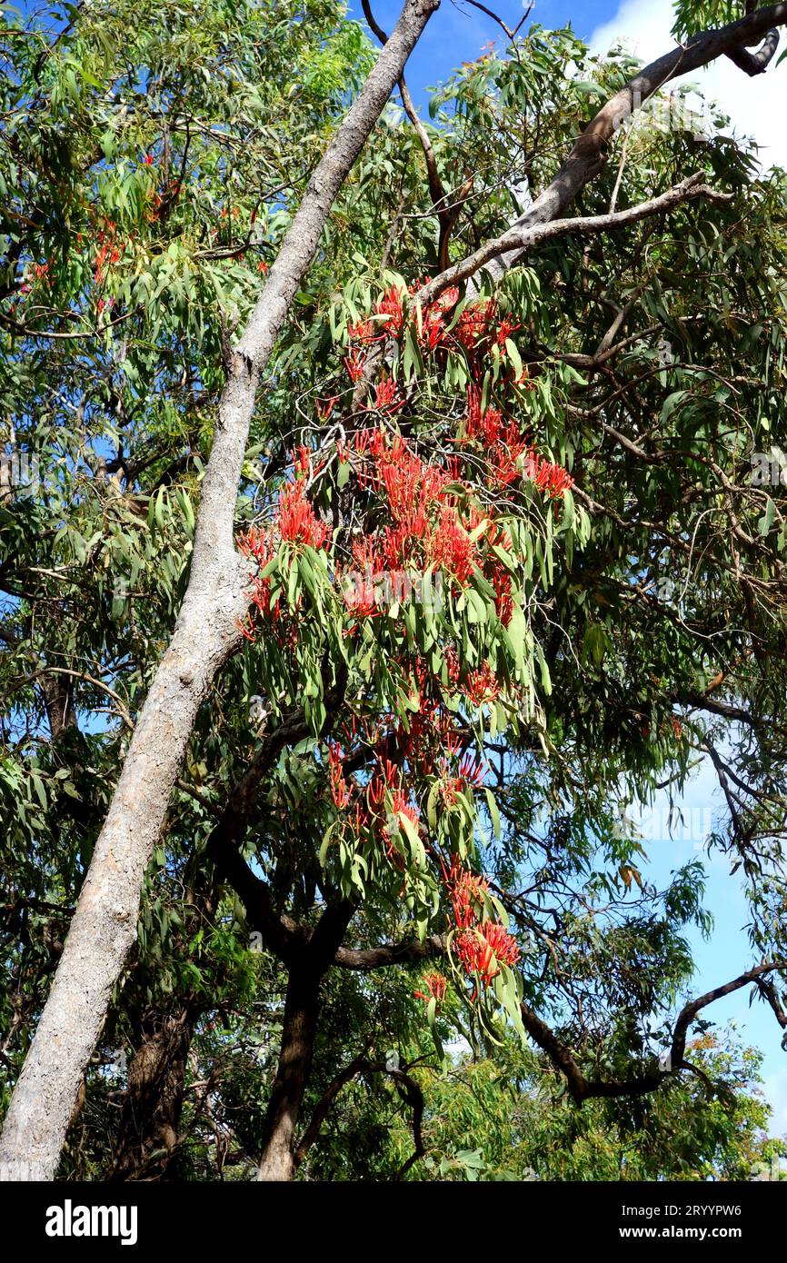 Scarlet flowering mistletoe in eucalypt tree, Mt Amos, near Cooktown, Queensland, Australia Stock Photo