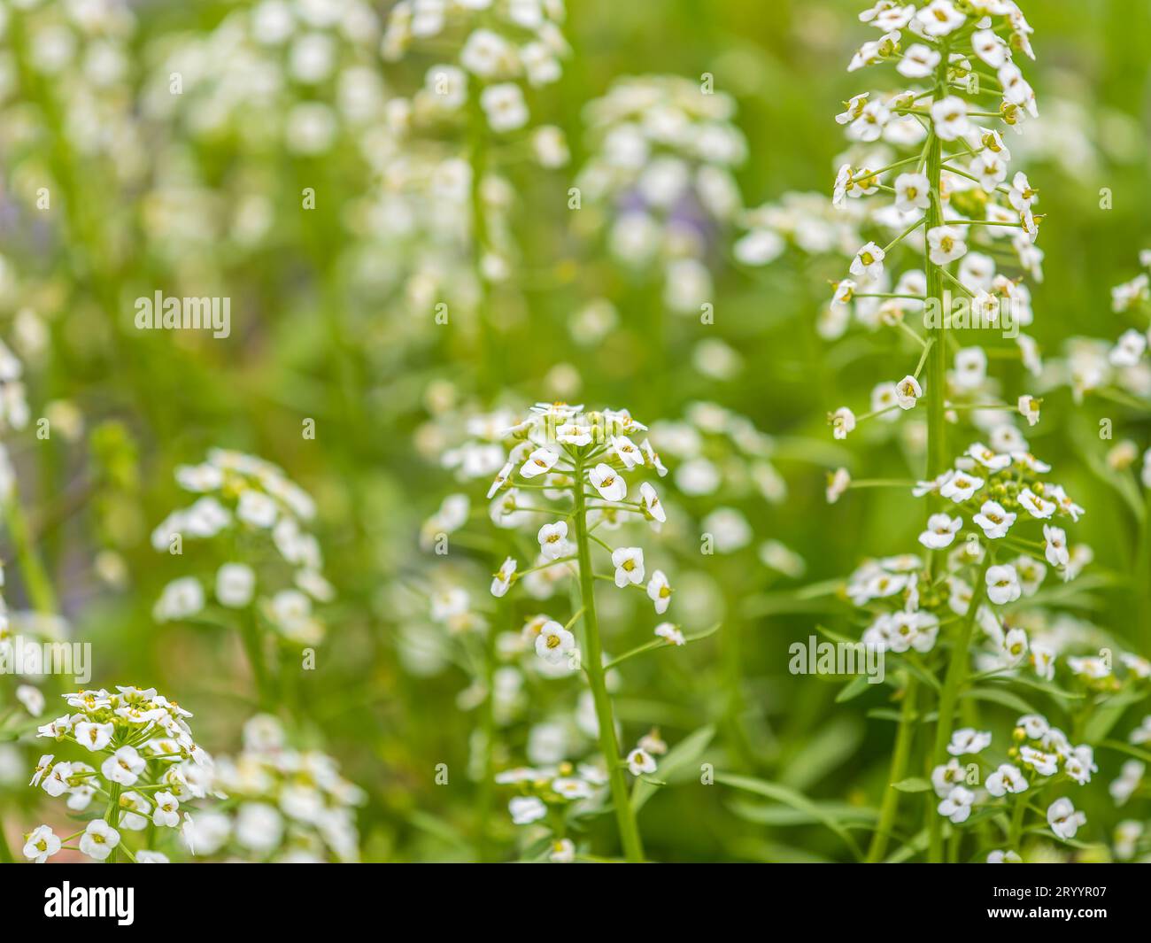 Dainty purple and white flowers of Lobularia maritima Alyssum maritimum