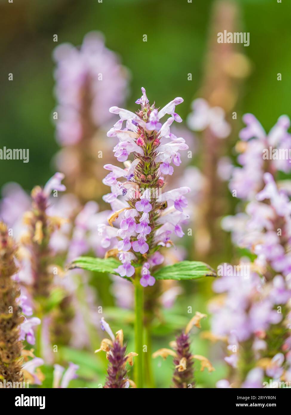 Pink flowers in the garden called Snapdragon or Antirrhinum majus or
