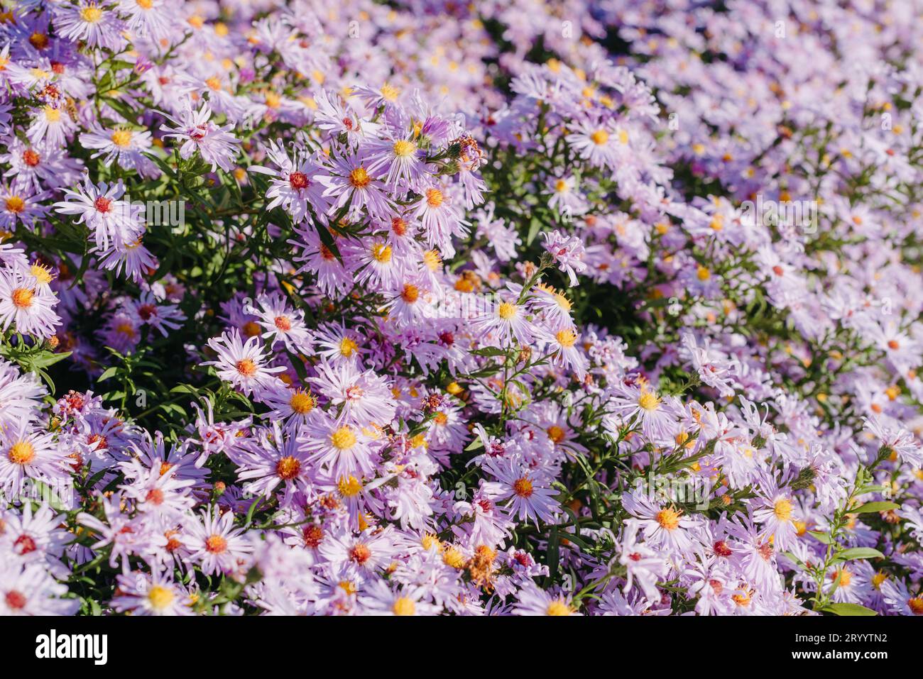 Lilac flowers close up. Bouquet of purple flowers. City flower beds, a beautiful and well-groomed garden with flowering bushes. Stock Photo