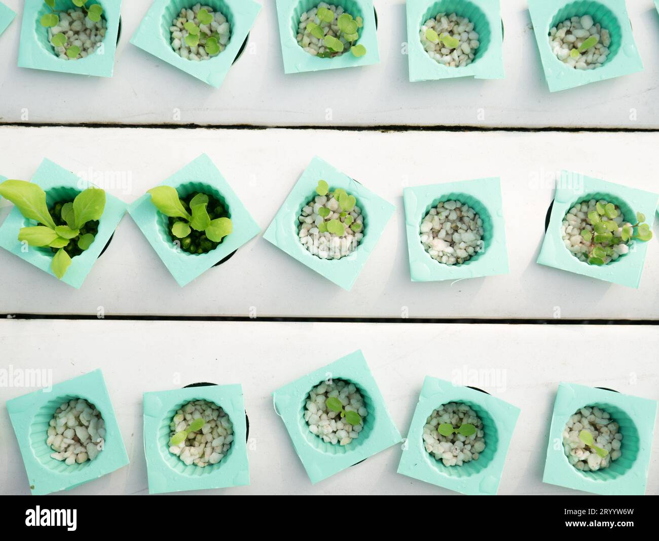 Little plant in green pot. Green plant in Hydroponics farm. Agriculture and Business concept. Stock Photo
