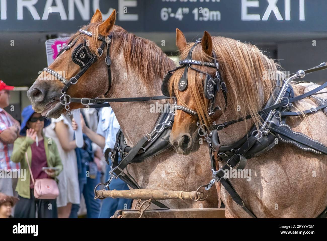 Calgary, Alberta, Canada. July 7, 2023. A close up to a couple of horses wearing a worn, studded, black leather bridle with blin Stock Photo
