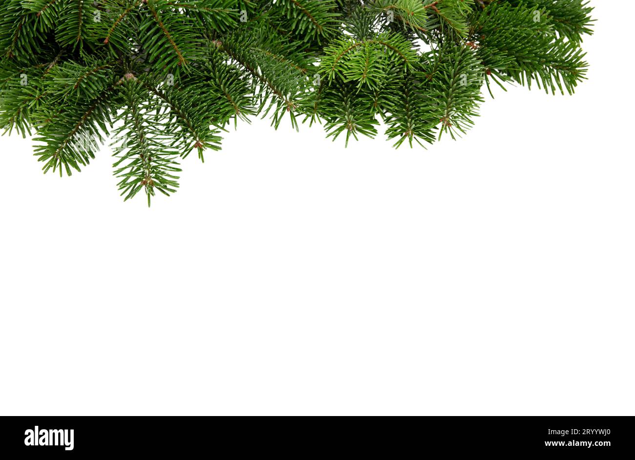 Christmas tree border isolated on white transparent, Xmas spruce, green fir pine branch Stock Photo