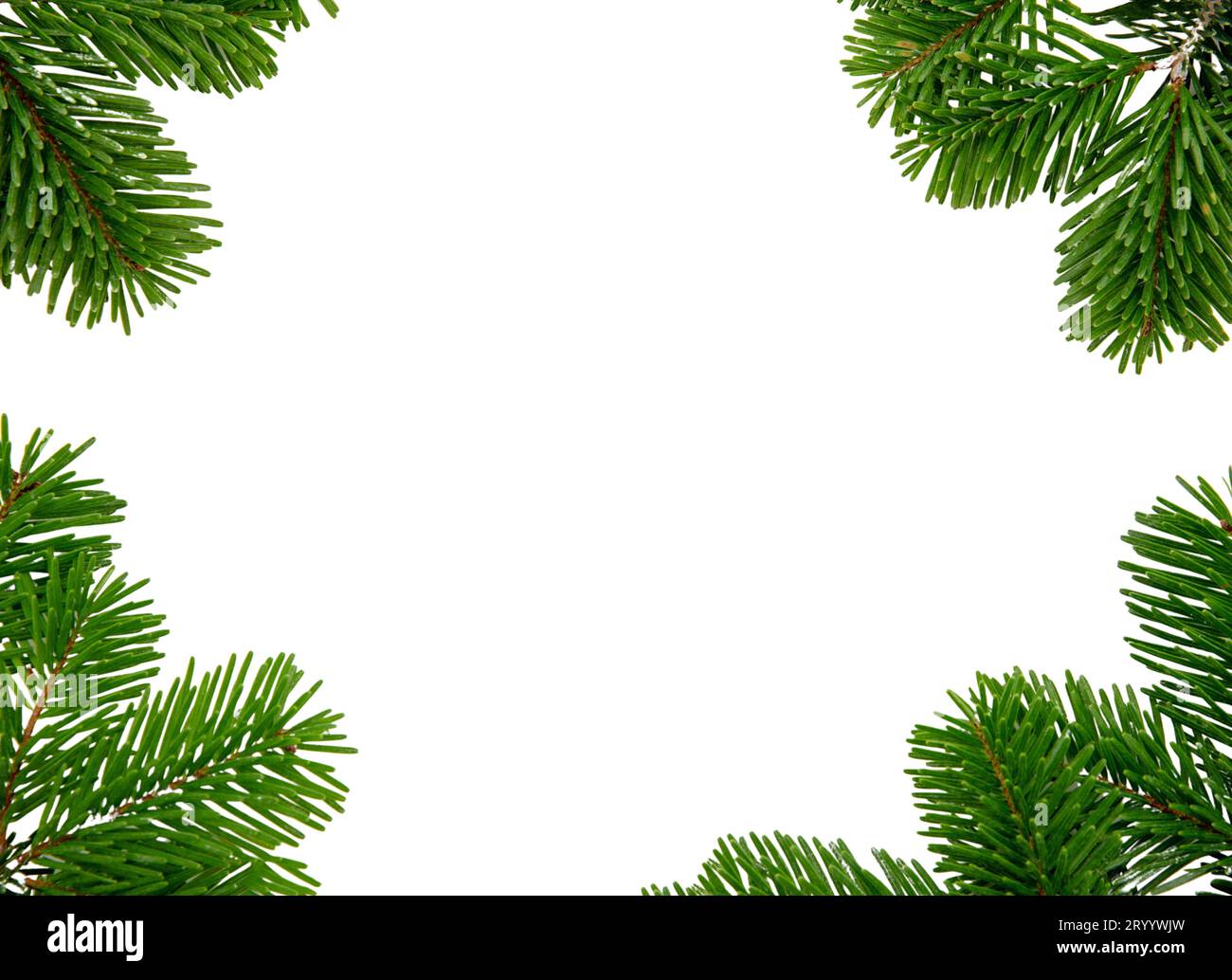 Christmas tree frame isolated on white transparent, Xmas spruce, green