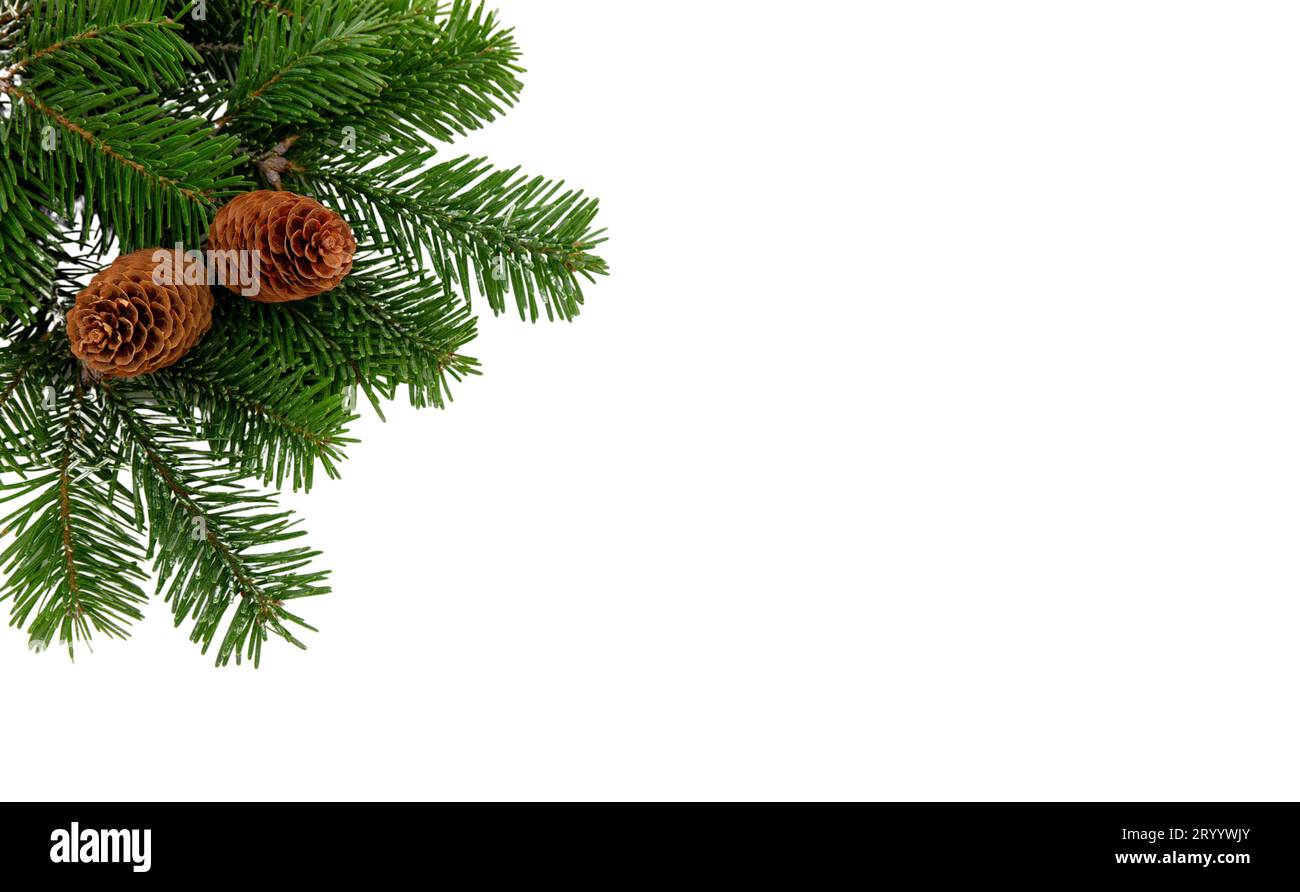 Christmas tree branch and cones isolated on white transparent, Xmas spruce, green fir pine twig Stock Photo