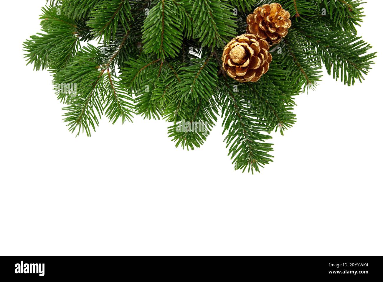 Christmas tree branch and golden cones isolated on white transparent ...