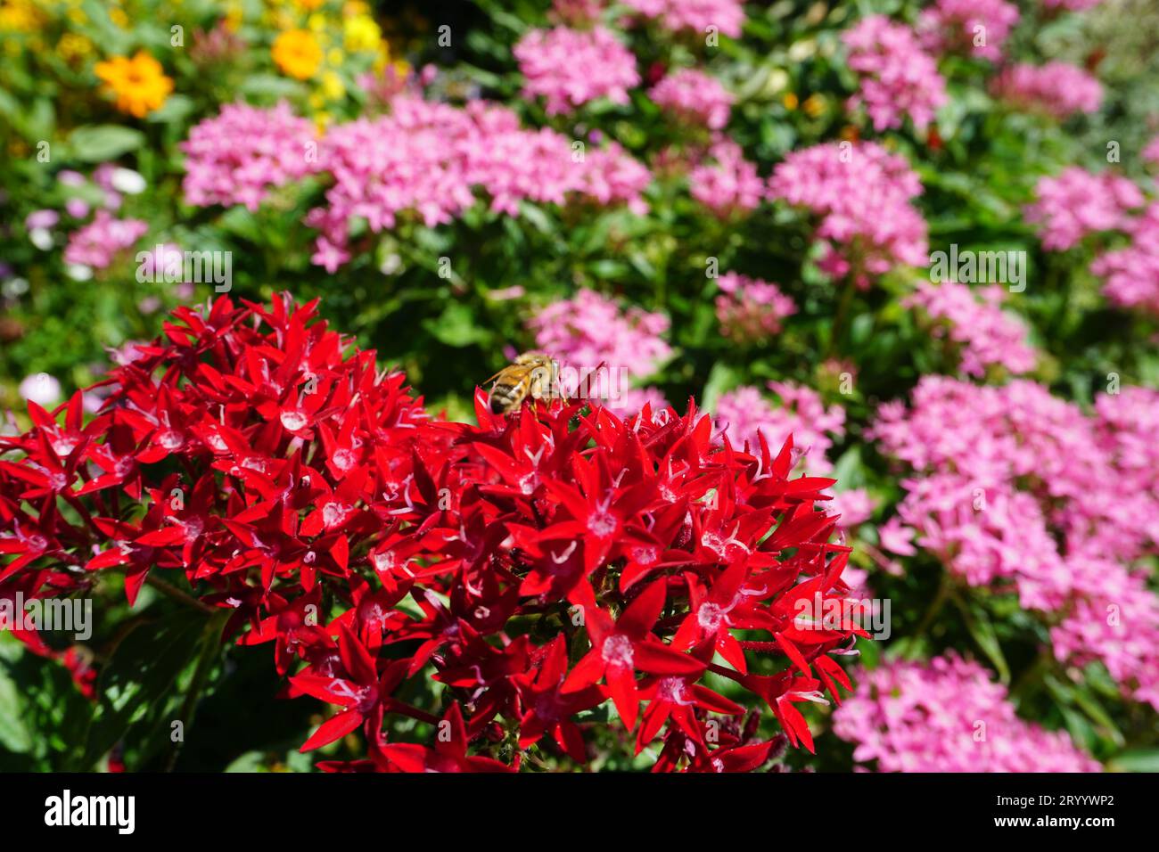 Macro close up of a honey bee (Apis mellifera) on the flower of a red