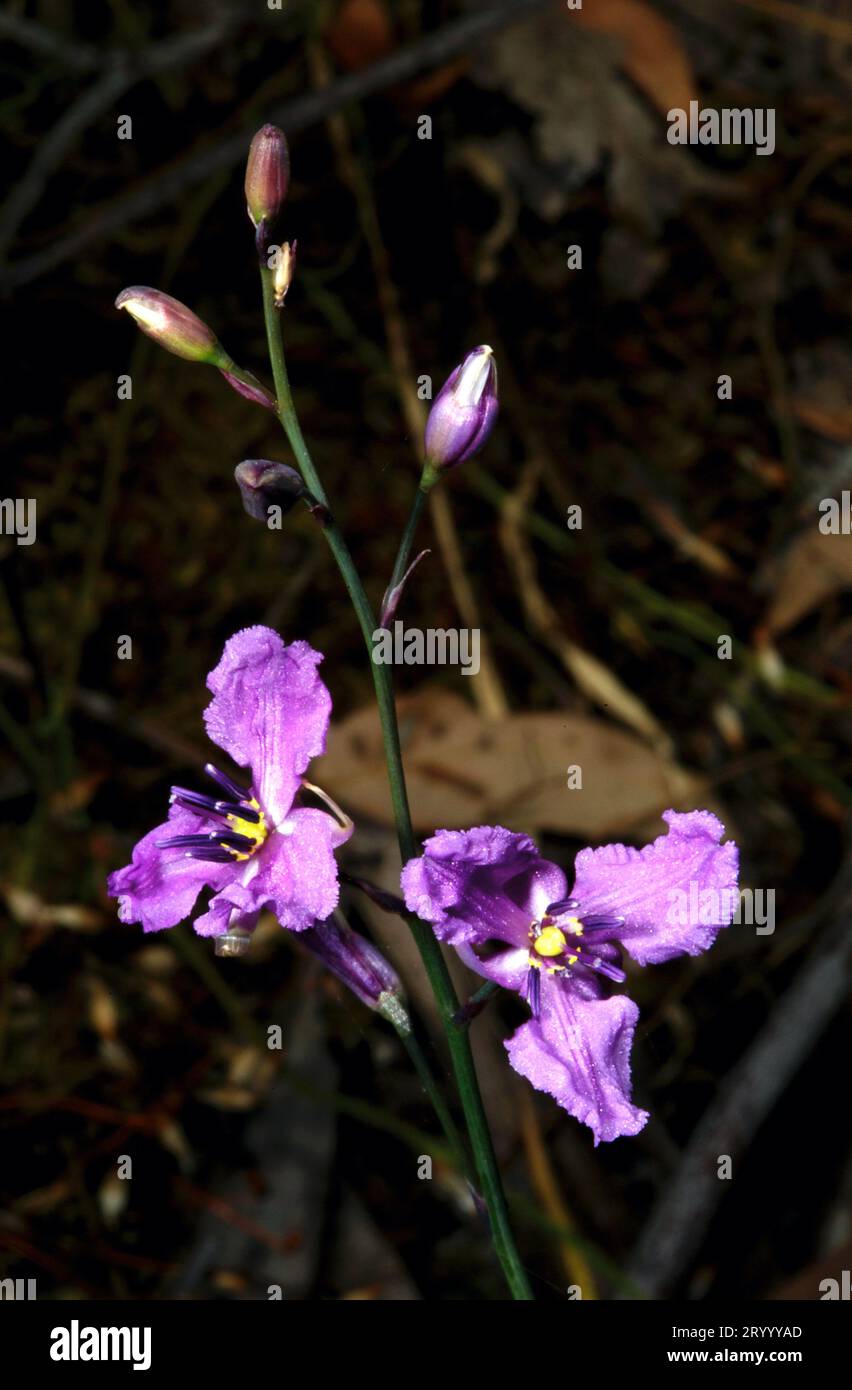 Chocolate Lillies (Arthropodium Strictum) bear no resemblance to chocolate - but get their name from the faint scent of chocolate they emit. Stock Photo