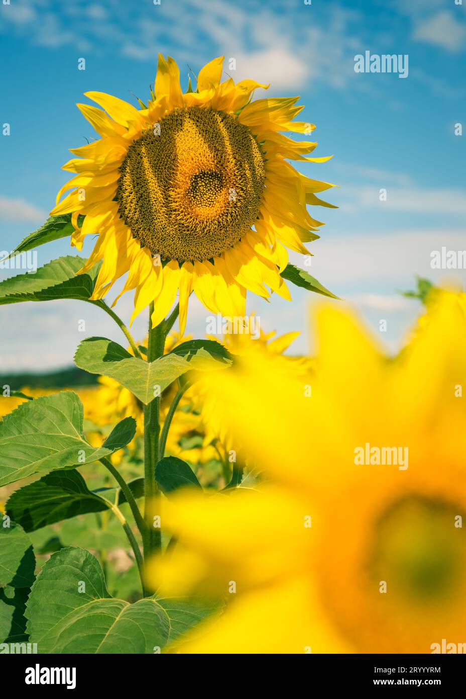 Field of blooming sunflowers Stock Photo - Alamy