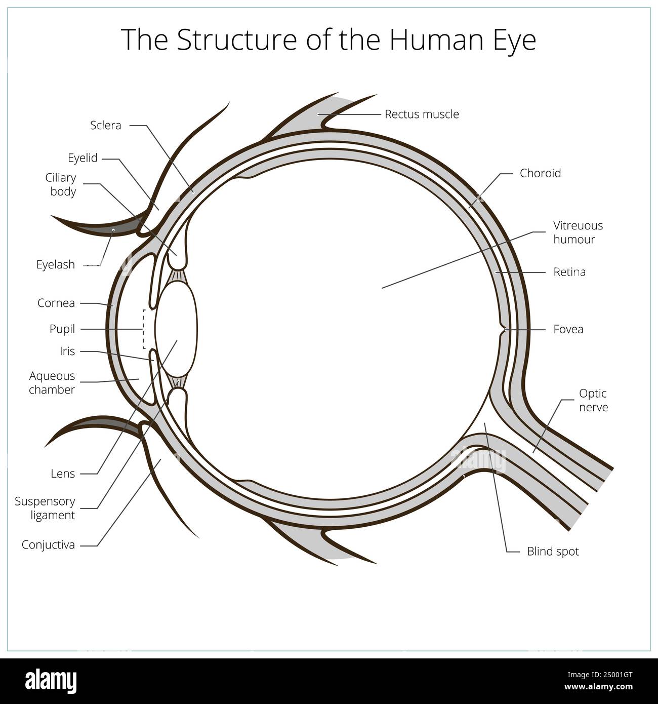 Internal structure human eye hi-res stock photography and images - Alamy