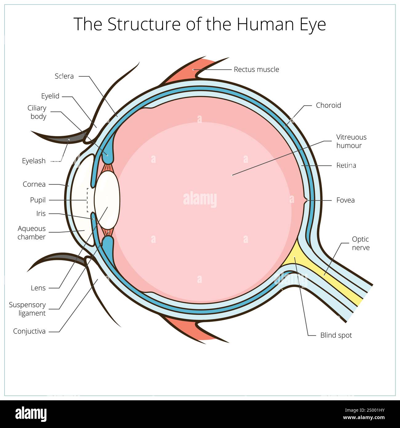 Vision Structure Human eye structure diagram Stock Vector Images - Alamy