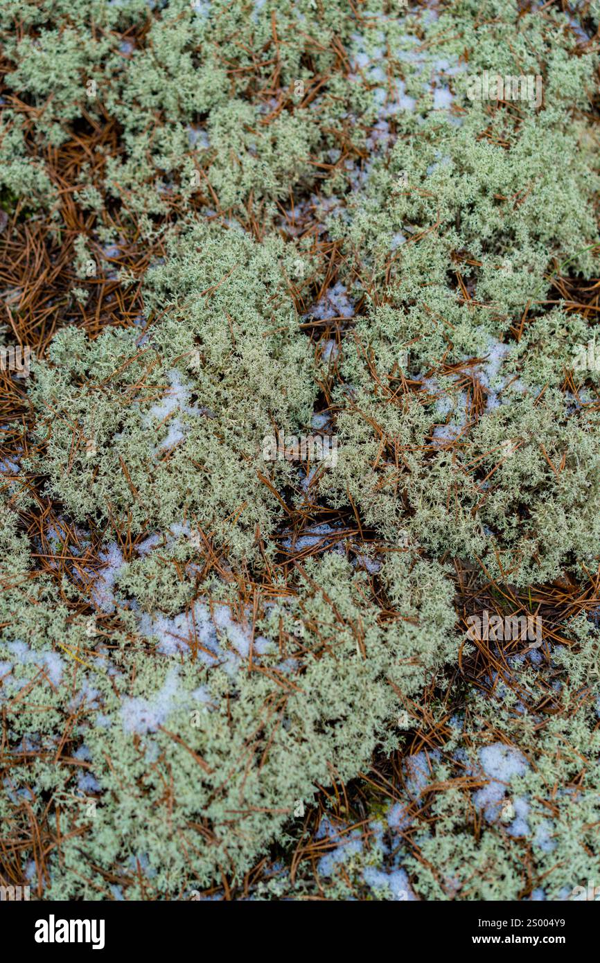 The Lid Winter Moss