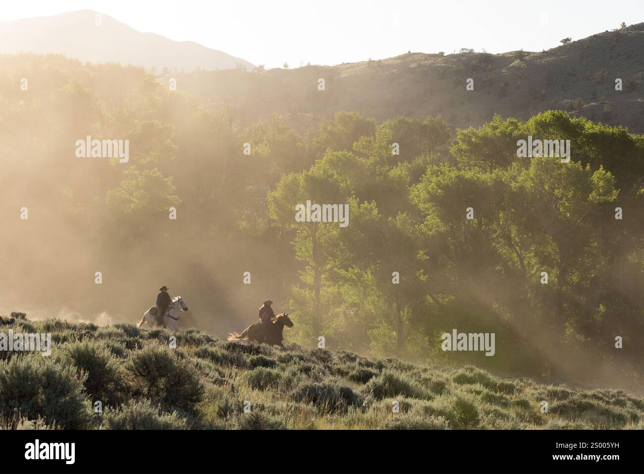 Two wranglers galloping through dust and sun rays Stock Photo - Alamy