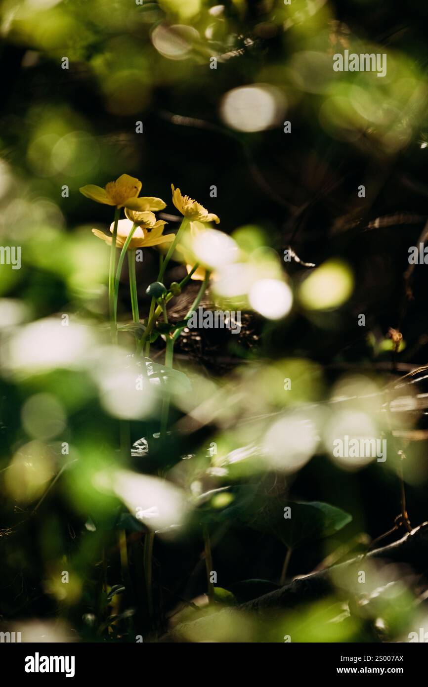 Golden Wildflowers in the Forest Glow Stock Photo - Alamy