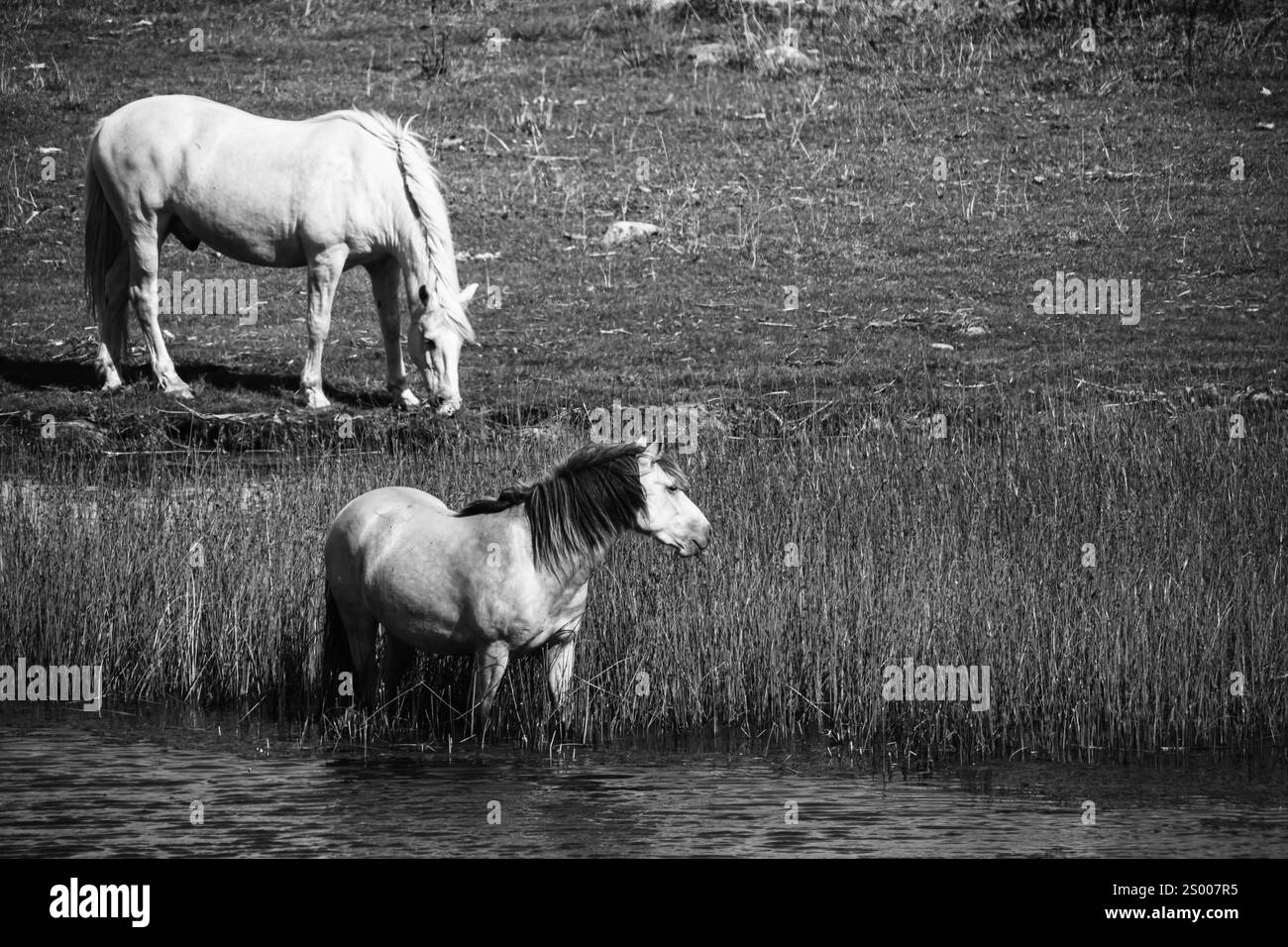 Two horses black white Black and White Stock Photos & Images - Alamy